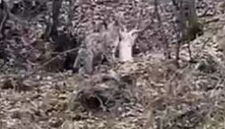 Türkiye'de vaşak ev kedisi avladı