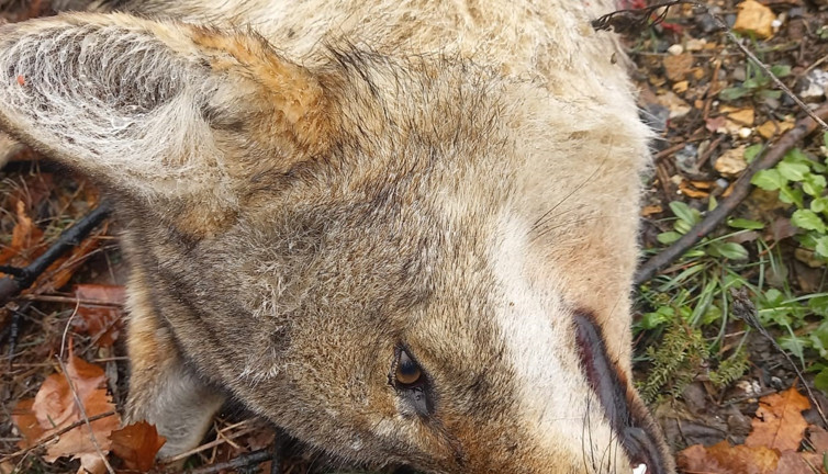 Tunceli’de aracın çarptığı kurt telef oldu