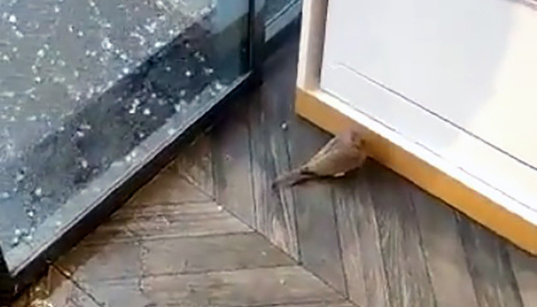 Doluya hazırlıksız yakalanan kuş mağazaya sığındı. İçeri girmek için sıraya girdi