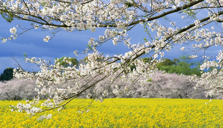 Nevruz bayramı ne zaman? Nevruz bayramında gönderilecek mesajlar neler?