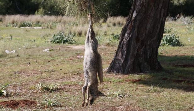 Vicdansızlar tilkiyi vurup ağaca astı