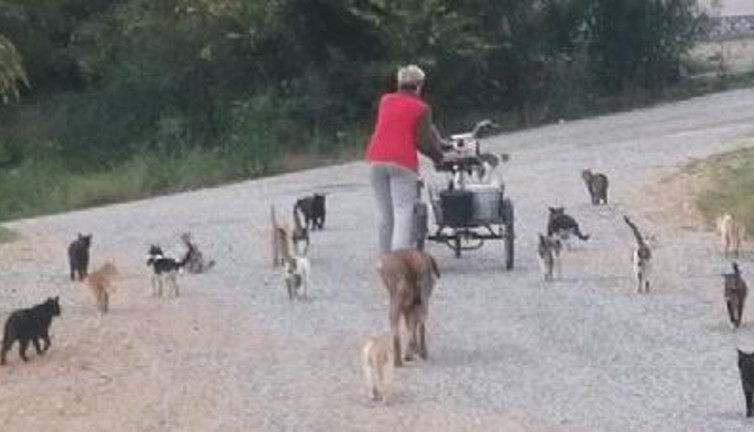 Bu kedilerin bakım parası Almanya'dan