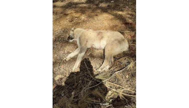 Çoban köpeklerini av tüfeğiyle vurup öldürdüler