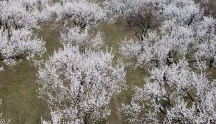 O meyvenin ağaçları çiçek açtı