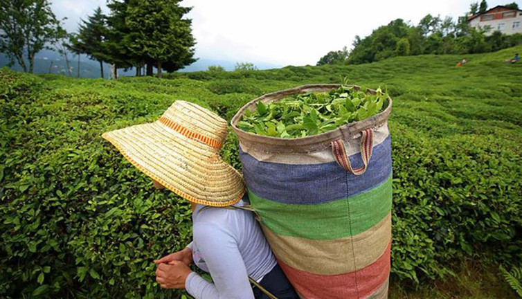 ÇAYKUR 1365 mevsimlik işçi alacak