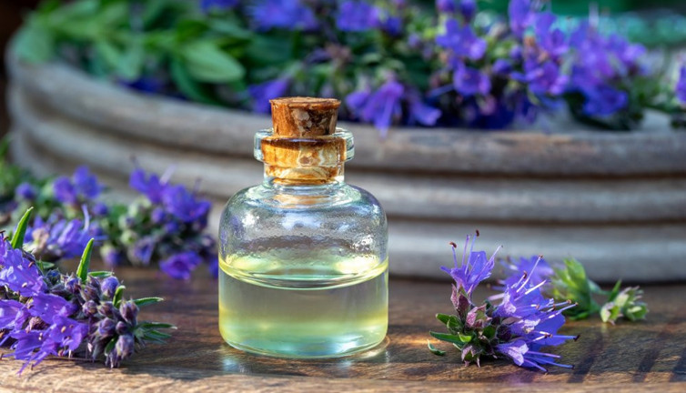 Çürdükotu bitkisi akciğer hastalıklarına iyi geliyor