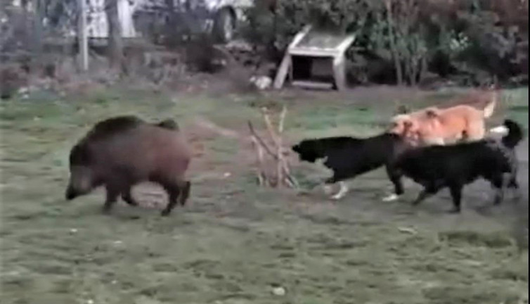 Domuz sürüsü ile köpeklerin nefes kesen karşılaşması