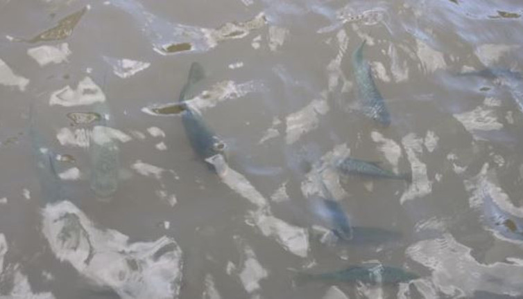 Balıklıgöl'ün balıkları ortaya çıktı