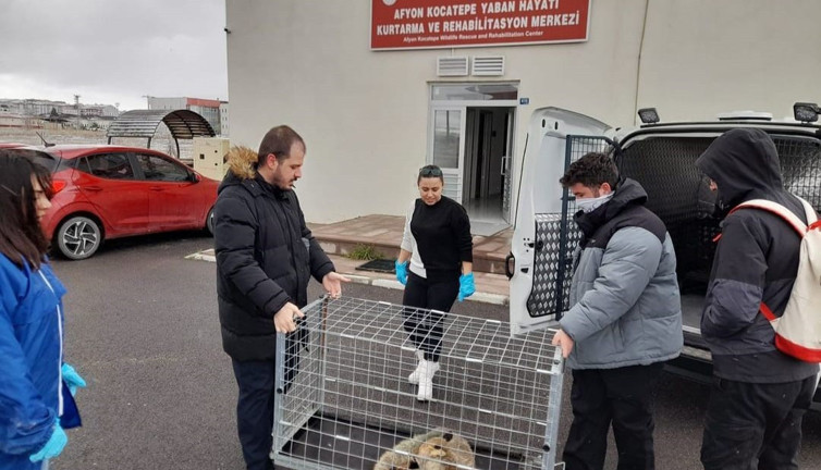 Yaralı halde bulunan tilki tedavi edildi