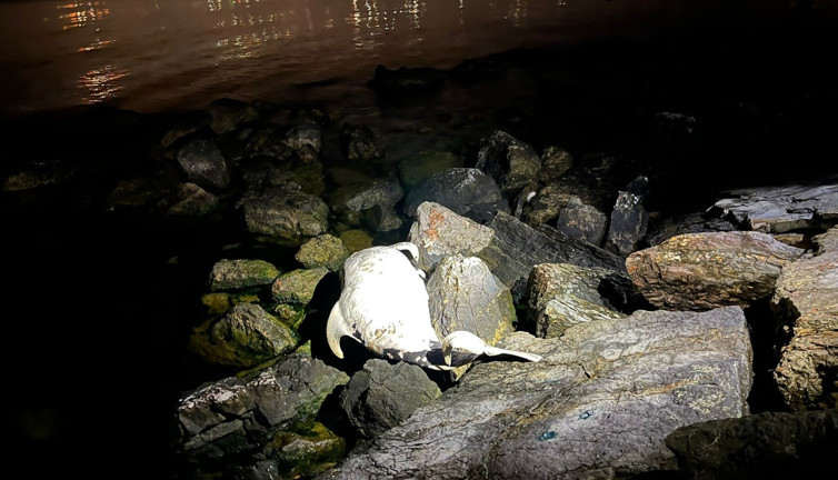 Kocaeli’de ölü yunus sahile vurdu