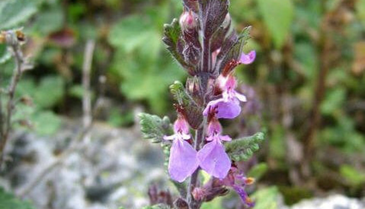 İshale iyi gelen bitki (30 Mart 2023)