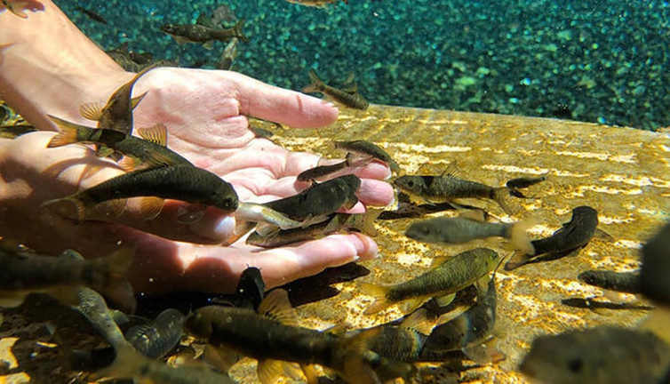 Doktor balıklar 'sel' tehdidi altında