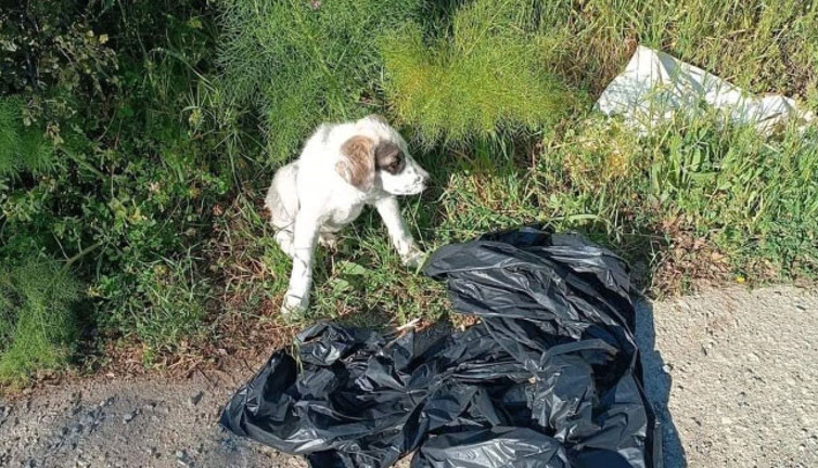 Yavru köpeği ağzı bağlı poşete koyup yol kenarına attılar