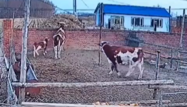 Dana, duvarı aşıp özgürlüğe kavuştu. Diğer inekler şaşkına döndü arkasından bakakaldılar