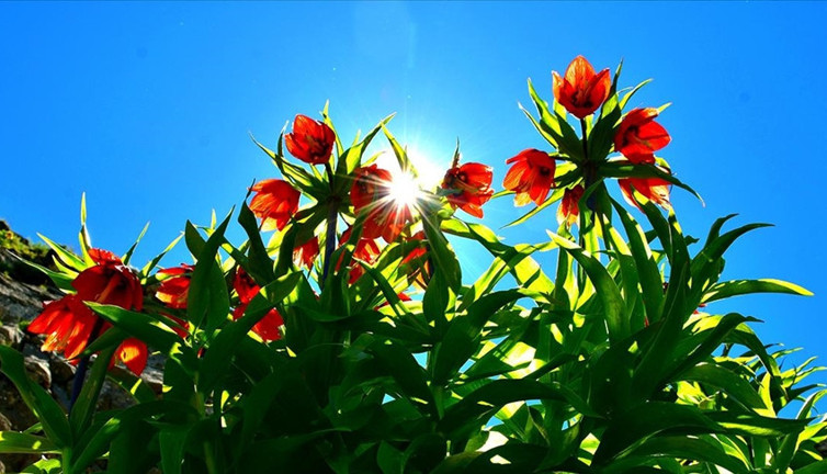 ‘Hüzün Çiçeği’ni koparanlar servet ödeyecek! Aman dikkat…