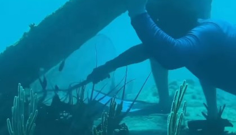 Tek seferde 7 tane birden yakaladılar. Dalgıçların bereketli avı hayran bıraktı