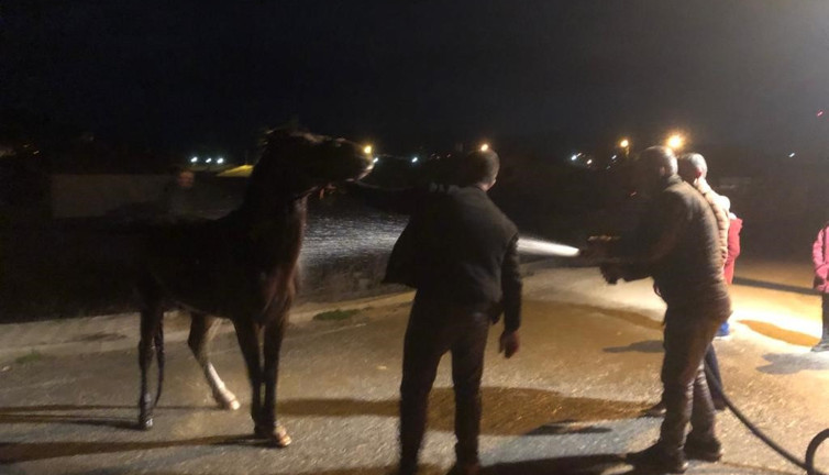 Hayvan gübrelerine saplanan at kurtarıldı