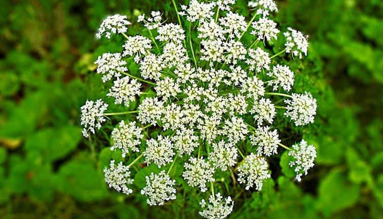 Baldıran otuyla zehirlenip ölenlerde kocaman bir gülümseme oluyor. İşte nedeni