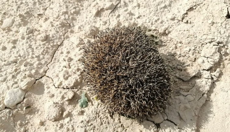 Şanlıurfa'da çukura düşen çöl kirpisi kurtarıldı