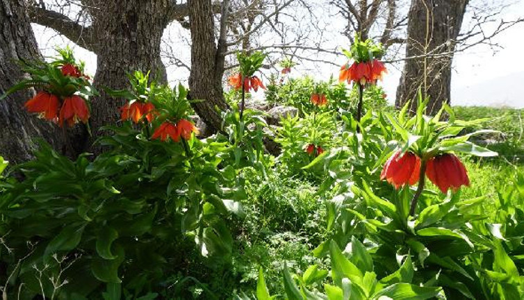 Siirt'te köylüler, ters lalelerin çalınmaması için nöbet tutuyor