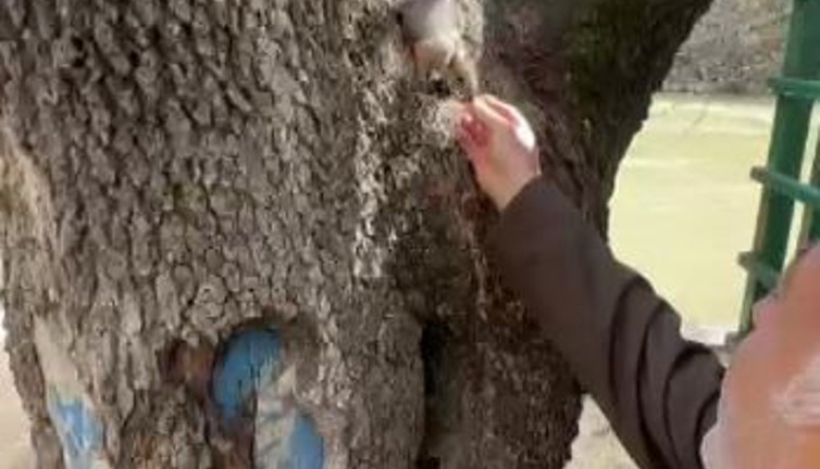 Doğa koruma görevlisi yabani sincabı besledi