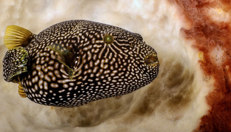 Kirpi balığı yiyen çift öldü