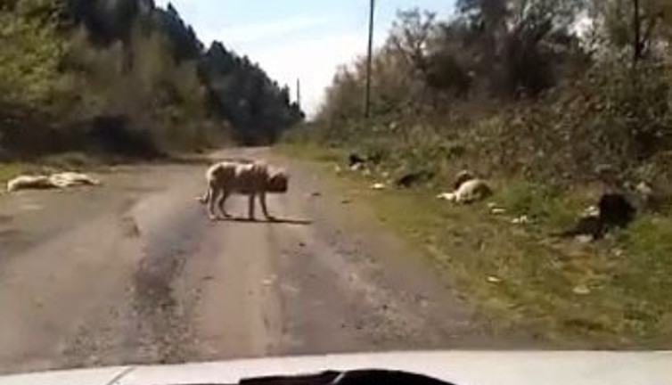 Onlarca köpek boş arazide ölüme terk edildi (14 Nisan 2023)