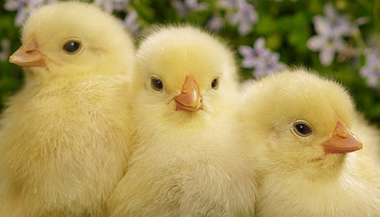 Rüyada civciv görmek ne anlama geliyor?