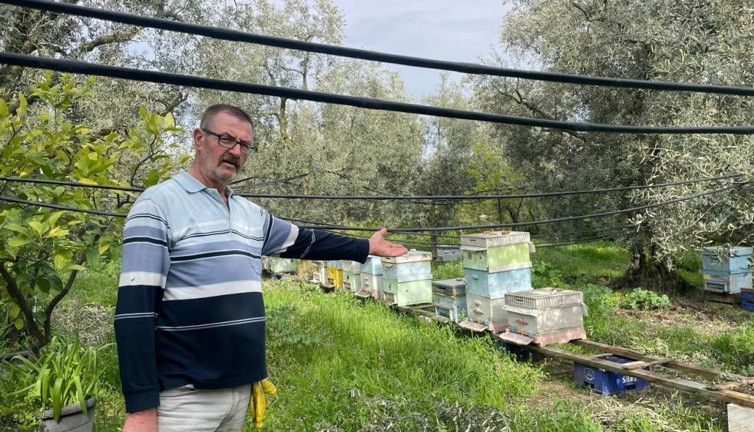 İznik'te iki elli iki ayaklı ayılar bal kovanlarına dadandı