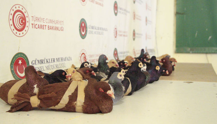 Kapıkule'de yurda girerken fark edildi. 44 adet