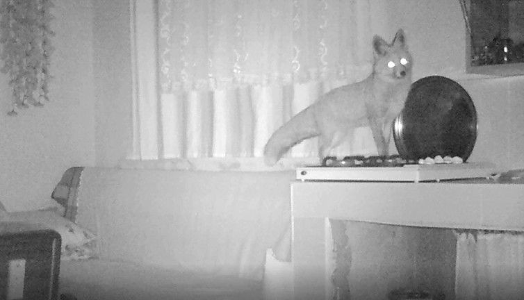 Dev ayı ile arkadaşı tilki yayla evlerini talan etti