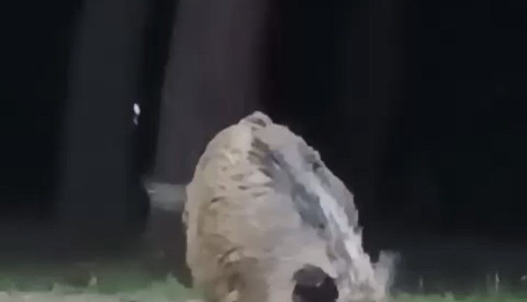 Aç kalan domuzlar şehir merkezine indi