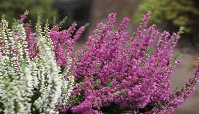 Süpürgeotu ishale iyi geliyor