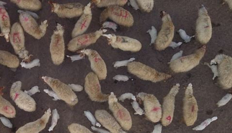 Köyde kuzular anneleriyle buluştu