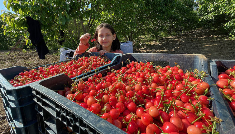 Manisa'da ilk kiraz toplandı. Bakın kaç liradan alıcı buldu