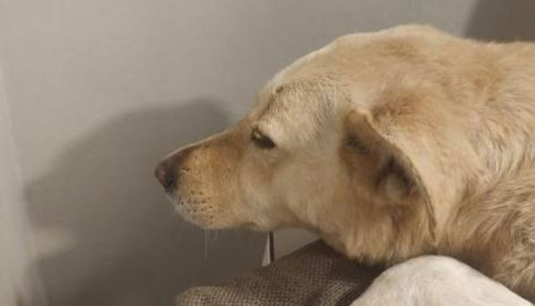 Üsküdar'da sokak köpeğine silahlı saldırı