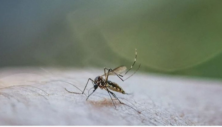 Arjantin’de 40 kişi dang hummasından öldü