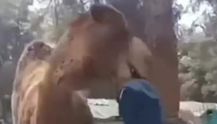 Hayat kurtaran refleks. Denizli'de deve çocuğu boynundan ısırıp havaya kaldırdı