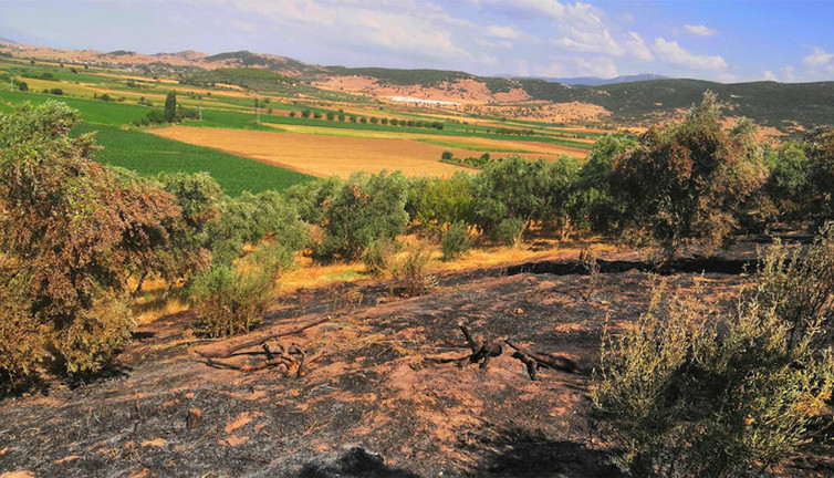 Zeytinliği yakanlara hapis yok. Ağaçları yakanlar 800 TL ile yırttılar