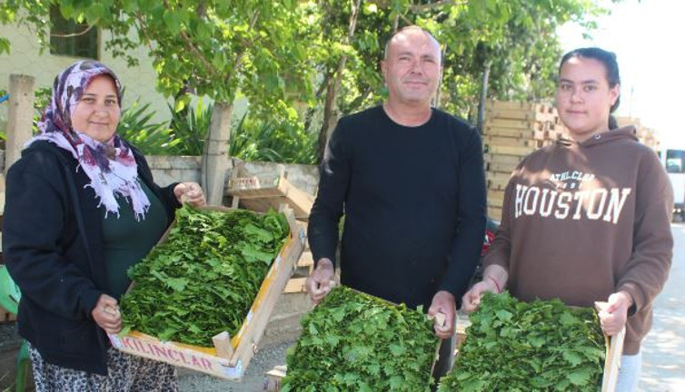 Kadınlar topluyor. O meyvenin yaprağının kilosu 25 TL