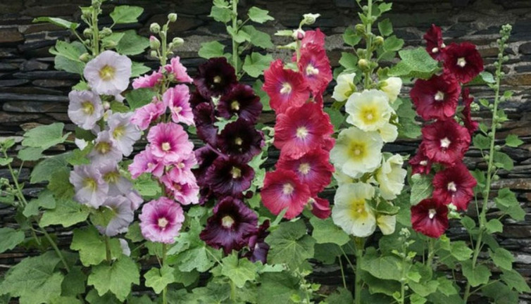 Reflüye iyi gelen ot