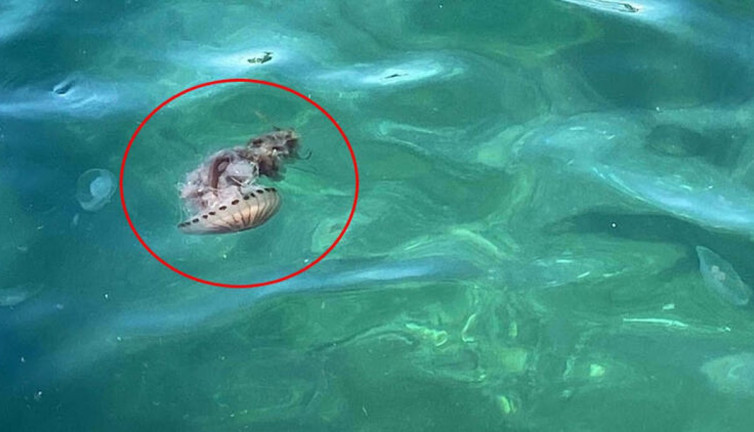 Boğaz'da zehirli tehlike! Görürseniz sakın temas etmeyin…