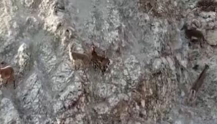 Aniden karşısına çıktı. Aklına dron geldi