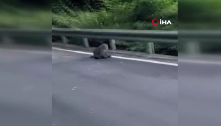 Tayvan'da maymun kedi yavrusunu kaçırdı