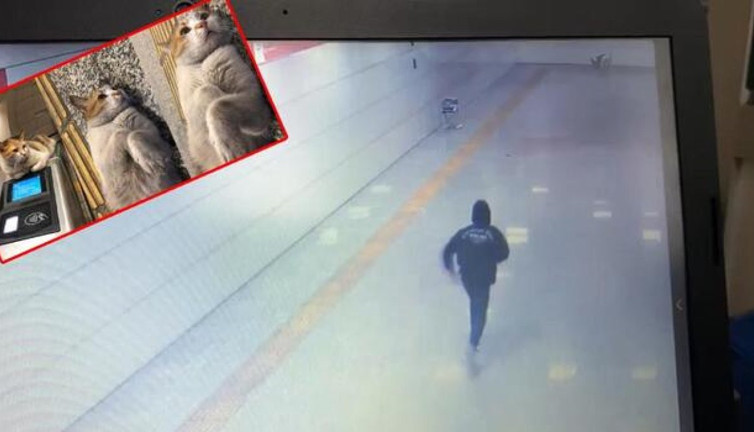 ‘Patates’ isimli kediyi öldüren Pitbull'un sahibine 6 ay 20 hapis cezası