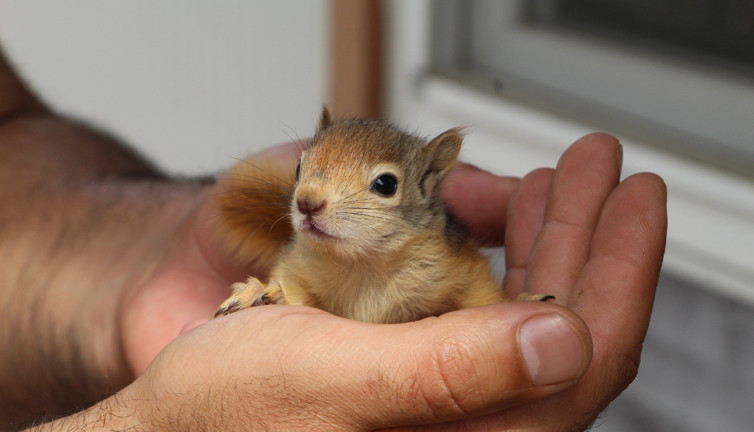 Tedavileri tamamlanan sincaplar doğaya bırakıldı