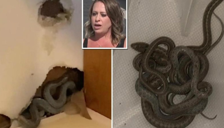 Evinin duvarlarından yılanlar çıktı