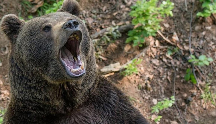 Ayı dehşeti! Çığlık seslerine arkadaşları son anda yetişti