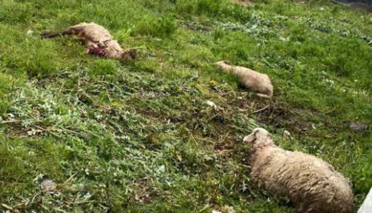 Kurban edileceklerdi köpekler parçaladı. Besici şok geçirdi