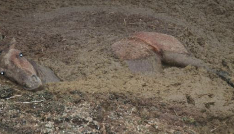 Gübreye batan yılkı atının zor anları